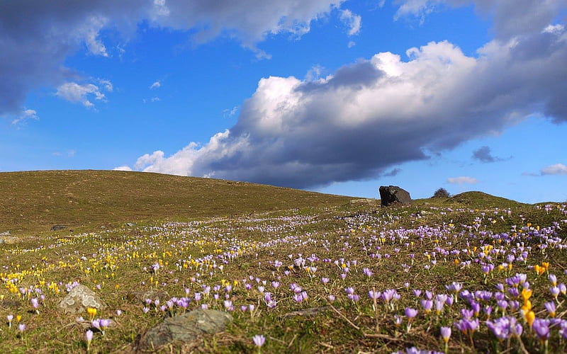 Crocus Meadow, cloud, crocuses, flowers, landscape, meadow, HD wallpaper