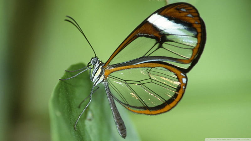 Glasswing Butterfly, beauty, nature, butterflies, insects, HD wallpaper