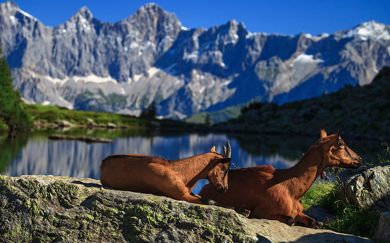 mountain goats, summer, wildlife, mountains, brown goats, bokeh, goats, HD wallpaper