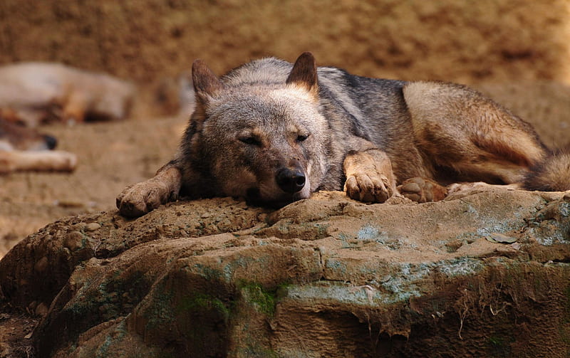 Lobo durmiendo, lobo, dormir, piedra, relajarse, Fondo de pantalla HD |  Peakpx