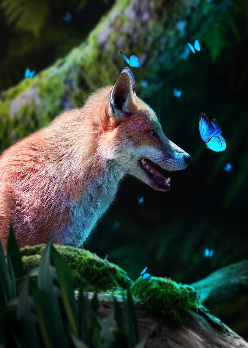 fox, butterflies, cute, animal, wildlife, HD phone wallpaper