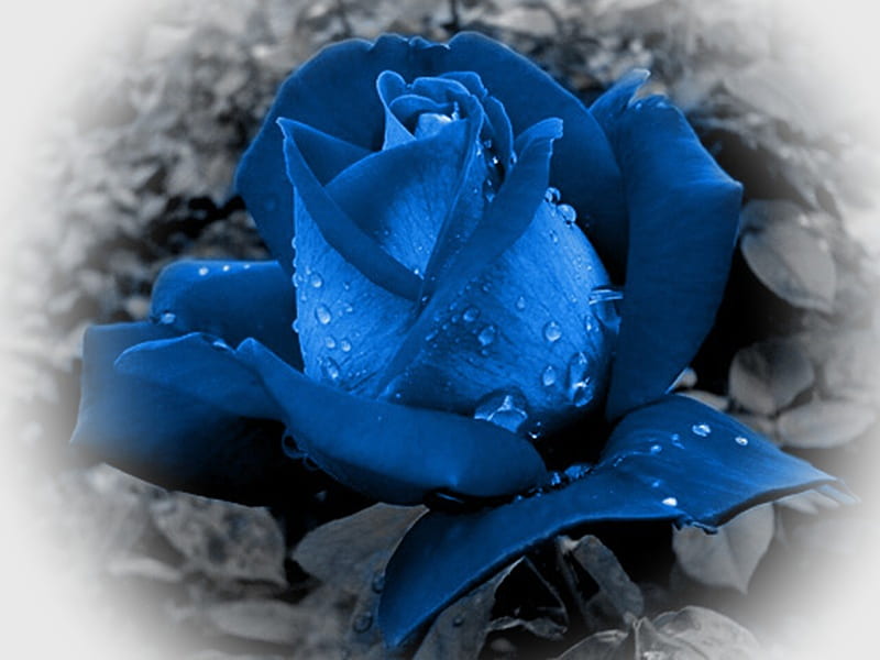 Iubesc Un Trandafir Albastru, albastru, rose, hop, blue, trandafir, HD wallpaper