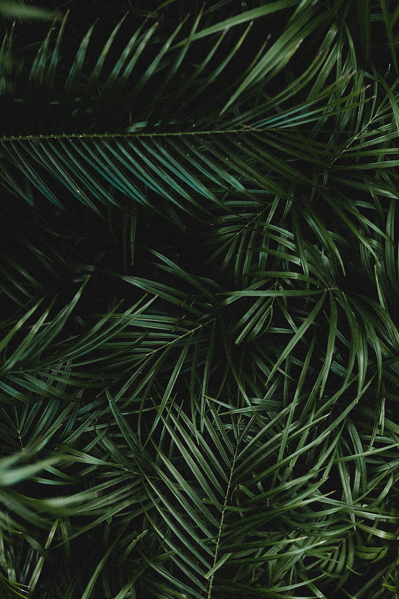 palm, leaves, branches, plant, green, dark, HD phone wallpaper