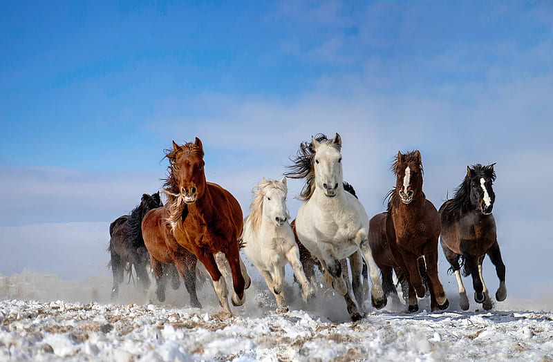 Horses, cal, running, white, horse, animal, blue, winter, HD wallpaper