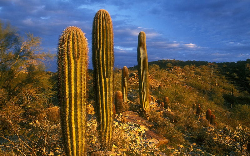Arizona-South Mountain Park Cactus, HD wallpaper