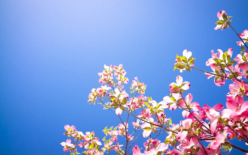 dogwood, spring, clear sky, pink flowers, Flowers, HD wallpaper