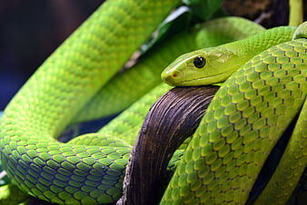 LOOK, SNAKE, 3D, GREEN, HD wallpaper