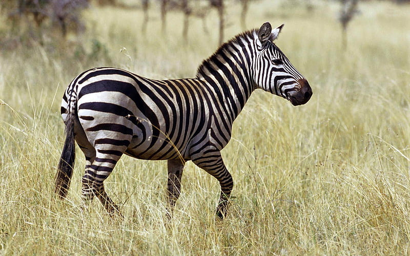 zebra-Cute animals, HD wallpaper