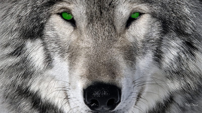 grey wolf with green eyes