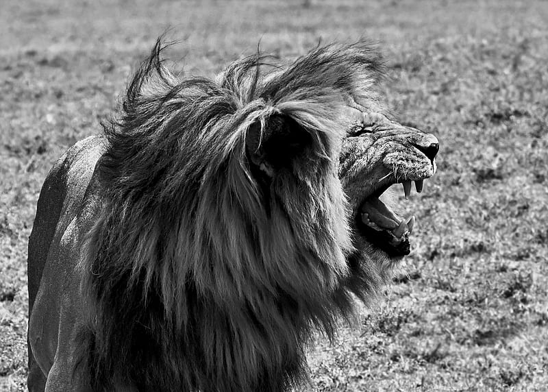 Cats, Lion, Big Cat, Black & White, Serengeti National Park, Wildlife, predator (Animal), HD wallpaper
