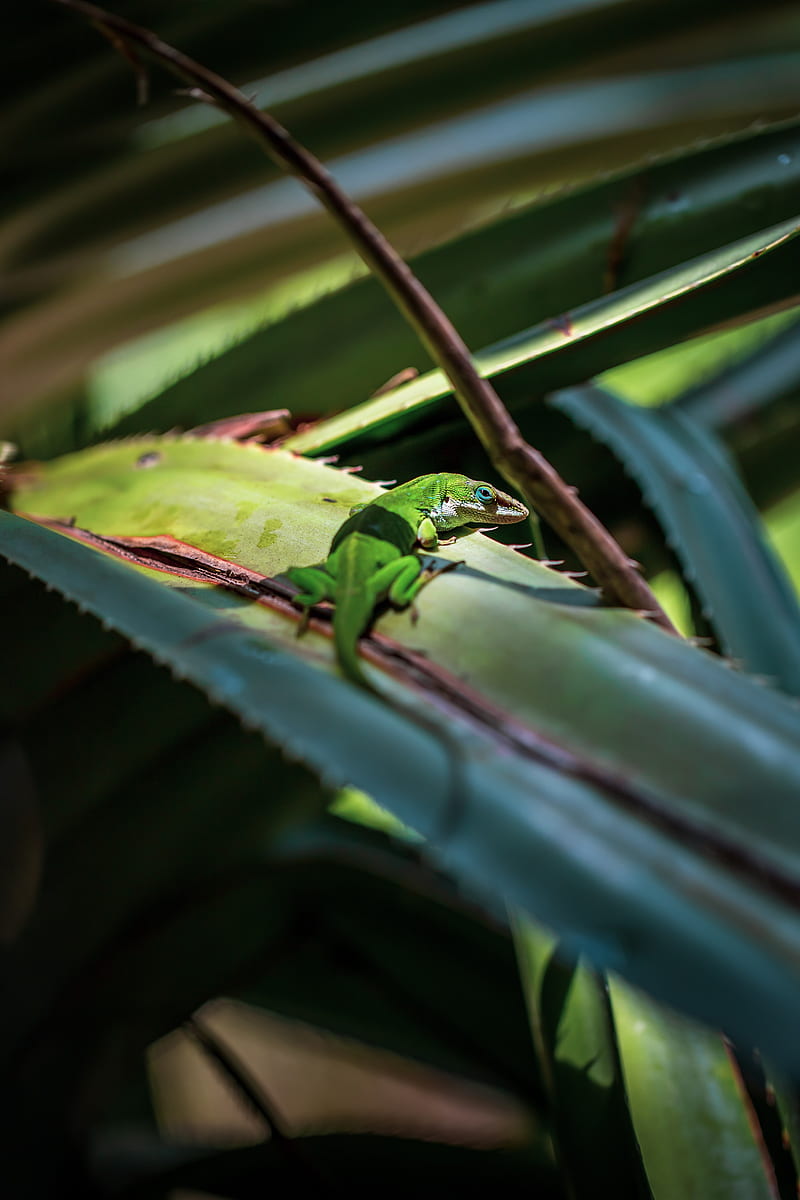 lizard, reptile, green, leaves, HD phone wallpaper
