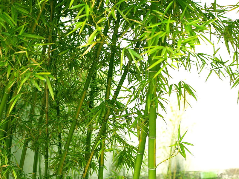 BAMBOO, green, large, plant, HD wallpaper