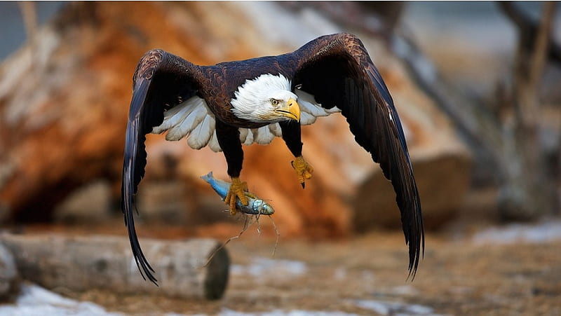 Eagle Catch Fish, HD wallpaper