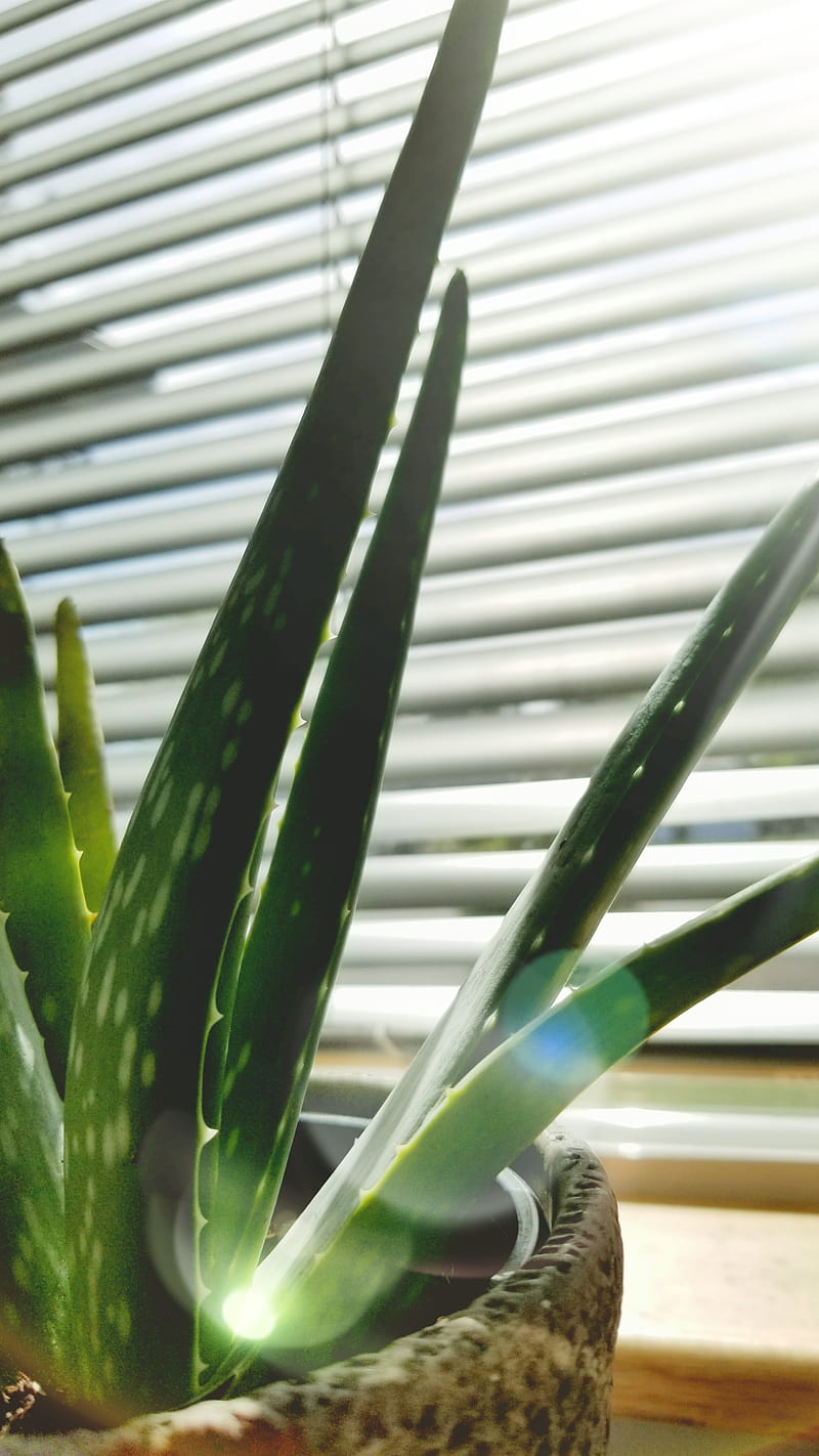 Aloe Vera, blinds, flare, plant, plants, sun, sunflare, sunlight, window, HD phone wallpaper