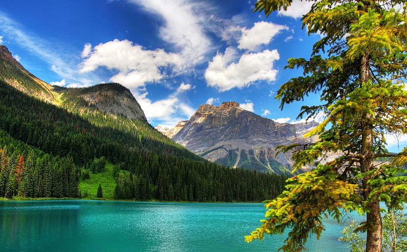 Wonderful Emerald Lake, forest, turquoise water, Banff National Park ...