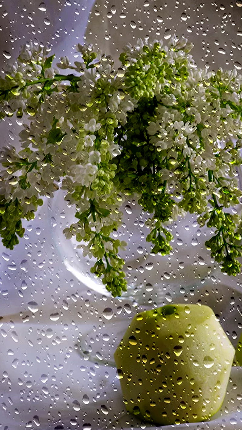 rain, flowers, fruit, glass, plants, screen, waterdrops, HD phone wallpaper