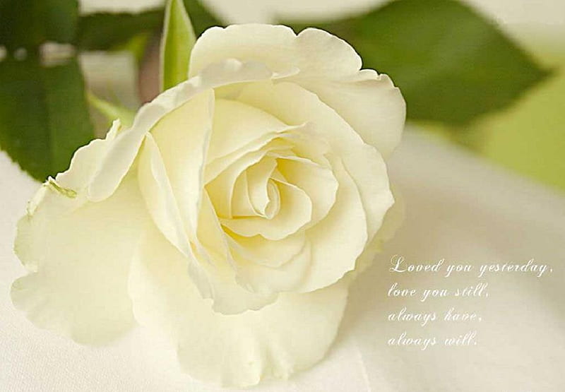 beautiful roses images with quotes