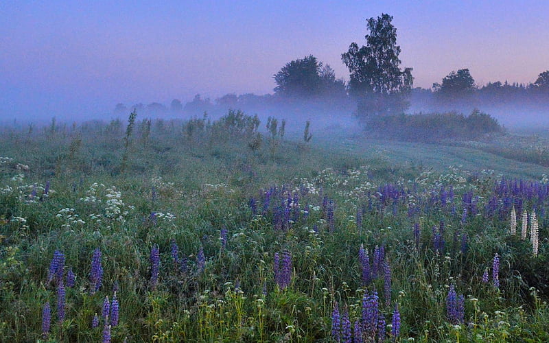 Midsummer Meadow in Latvia, Latvia, flowers, meadow, mist, HD wallpaper