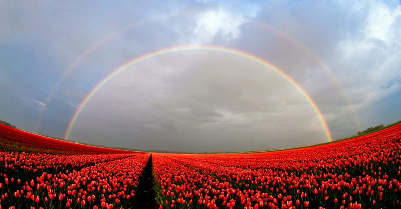 Double Rainbows With Spring Tulips Field, Red, Rainbows, Double, Tulips, bonito, Vibrant, HD wallpaper