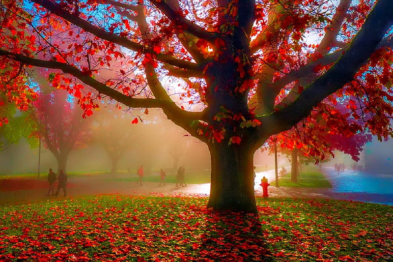 November, fall, pretty, colorful, autumn, glow, falling, shine, bonito ...