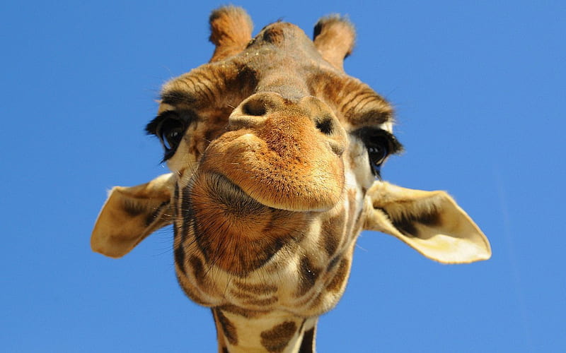 Very Interesting, long, ears, neck, giraffe, animal, HD wallpaper