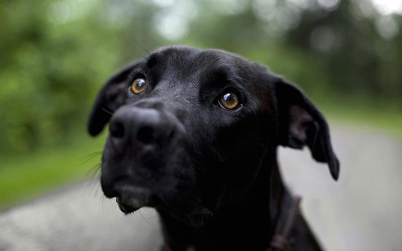 Black labrador, close-up, black retriever, dogs, cute animals, sad dog, pets, labradors, black dog, HD wallpaper
