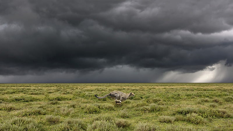 a running cheetah in serengeti tanzania, running, plains, cheetah, clouds, HD wallpaper