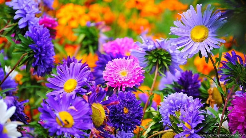 Rare And Late Summer Flowers And High Resolution. Background, HD wallpaper