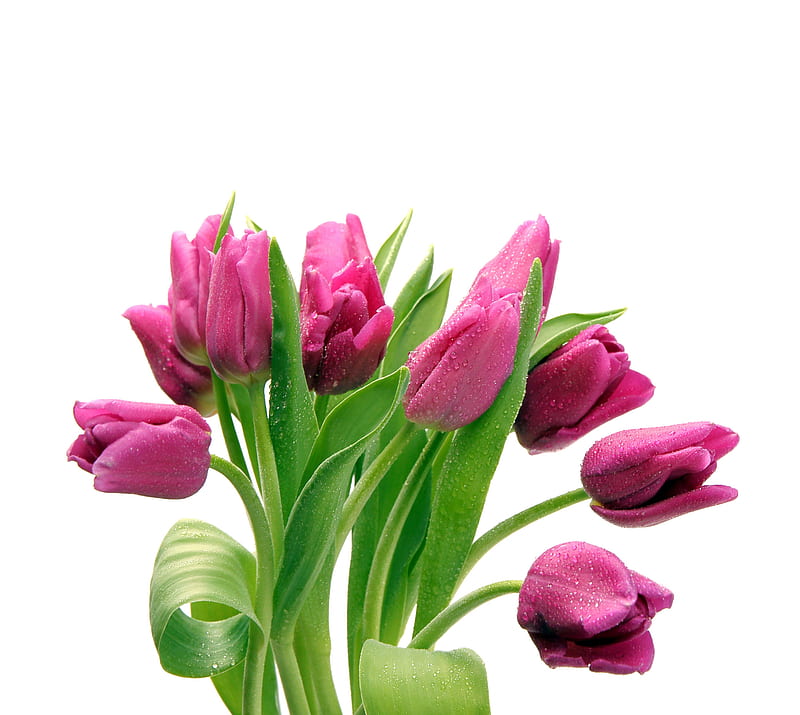 Tulipanes rosados ​​dulces, flores, naturaleza, tulipanes, rosa, dulce,  Fondo de pantalla HD | Peakpx