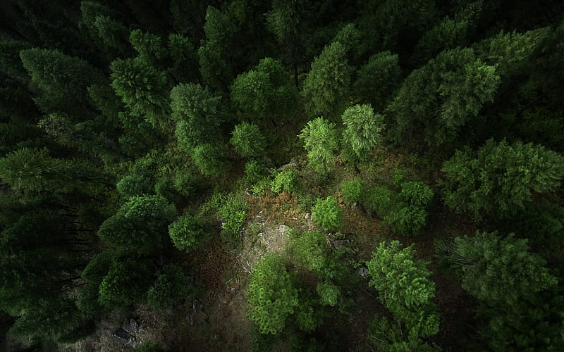 forest, aero view, view from above, green trees, forest from above, HD wallpaper