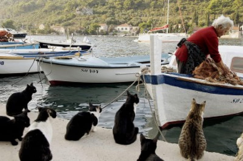 Awaiting the Fresh Catch, croatia, habour, cat, fresh catch, cats, fisherman, sipan island, fishing, HD wallpaper