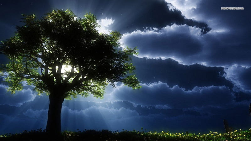 Sun Peeking Out from Behind Tree, sun, nature, sunshine, trees, clouds, sky, HD wallpaper