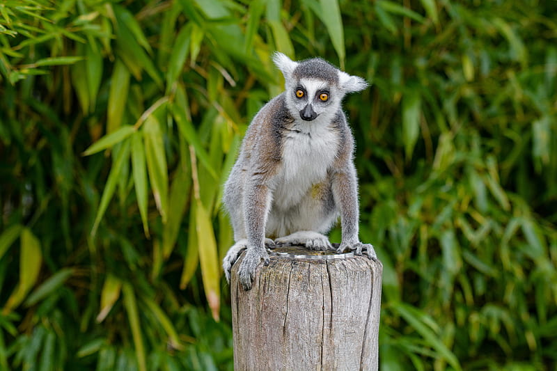 lemur, animal, cute, HD wallpaper