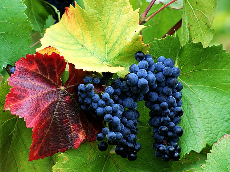blue grapes, grapes, fruit, leaves, blue, HD wallpaper