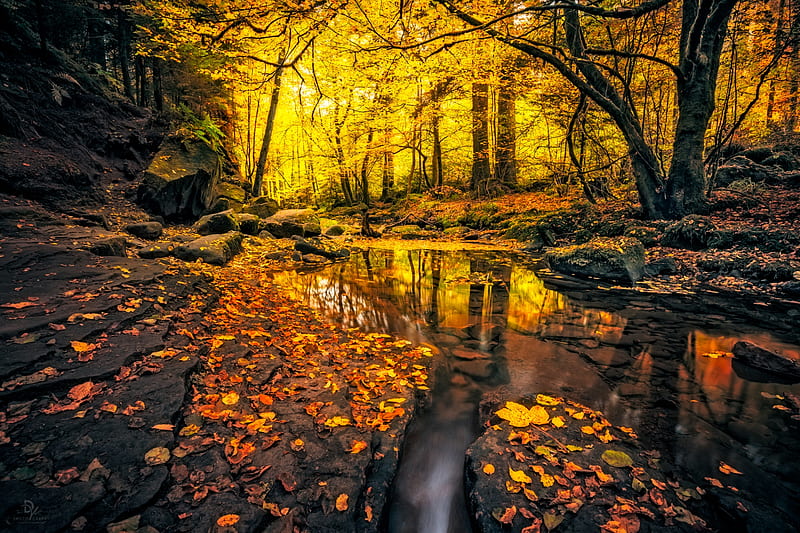 Autumn Forest Sunlit Stream, Streams, Forests, Leaves, Sunlight, Autumn, Nature, HD wallpaper