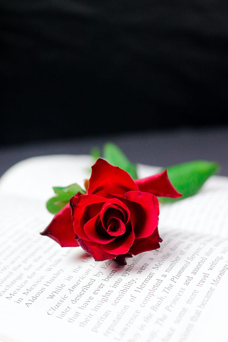 rose, flower, book, red, HD phone wallpaper