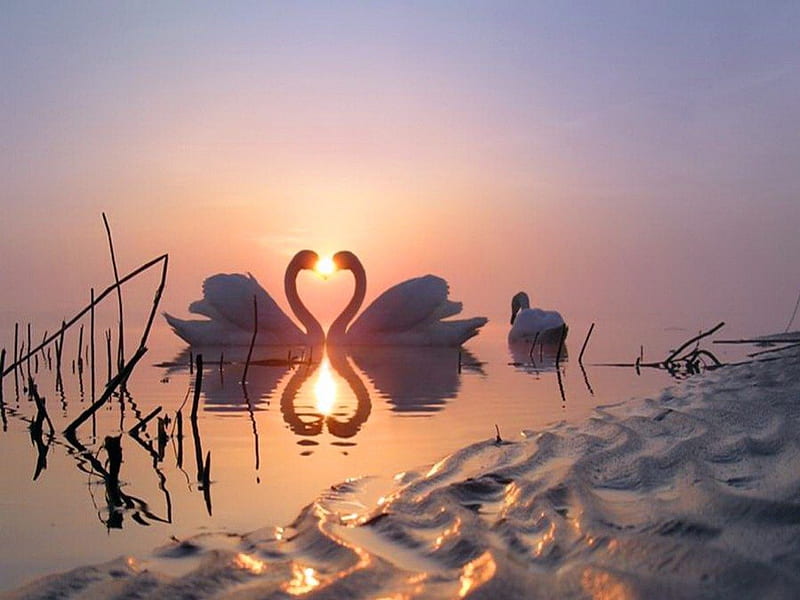 Sunset pair, water, birds, sunset, swans, pair, HD wallpaper | Peakpx