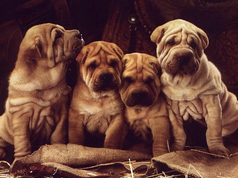 Sharpei, sweet, puppy, dog, HD wallpaper