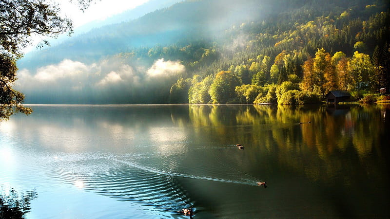 ducks on a lake in the morning, forest, shore, boathouse, ducks, morning, lake, fog, HD wallpaper