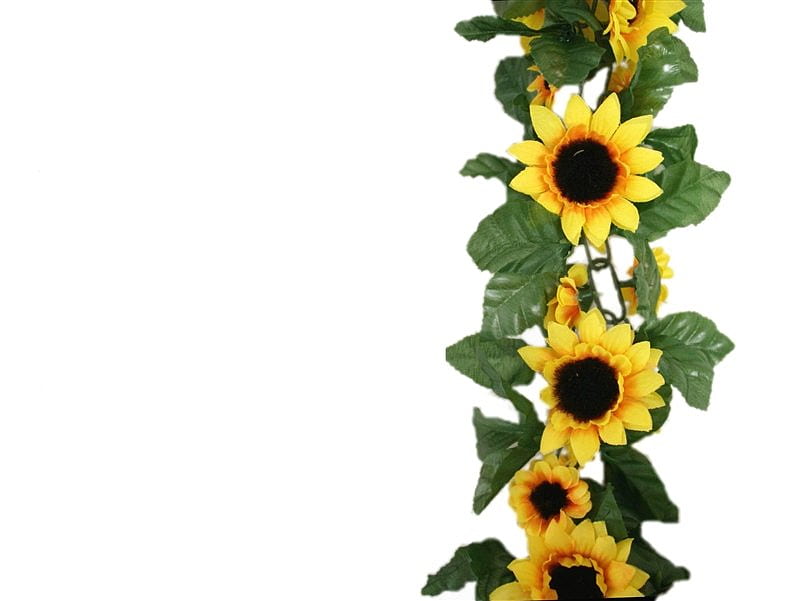 Sunflowers Wallpaper Border B75417