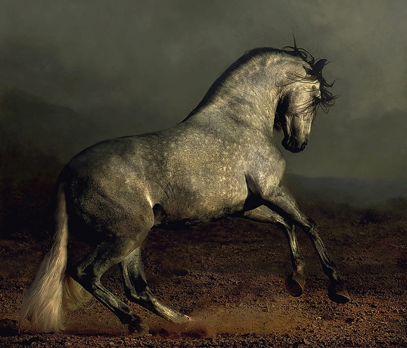 THE ARABIAN, powerful, equine, bonito, white, horse, arabian, HD wallpaper