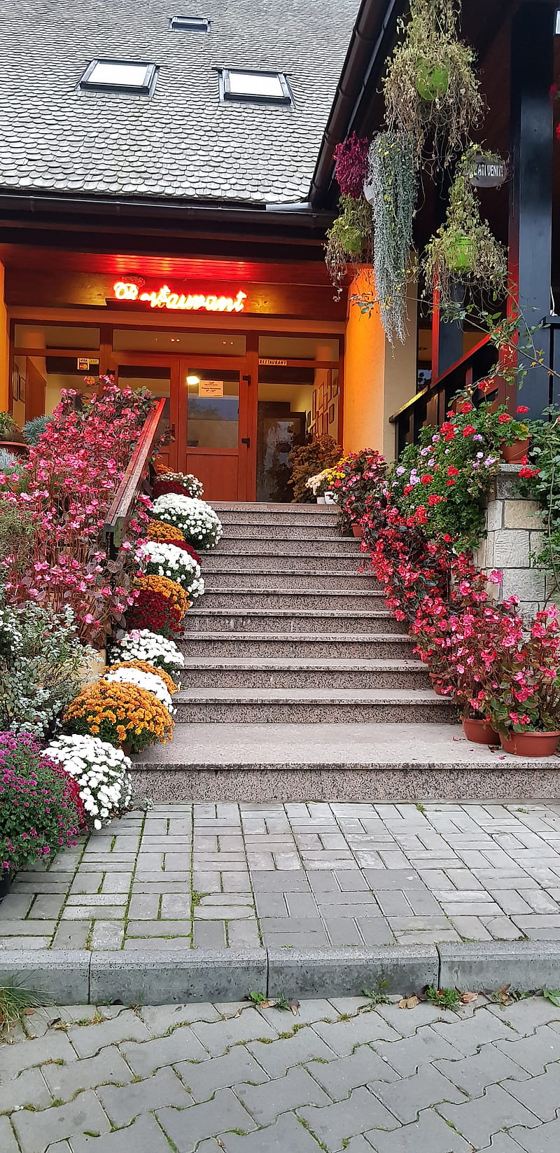 Steps, nature, street, new, restaurant, pizza, autumn, colored, gray, HD phone wallpaper