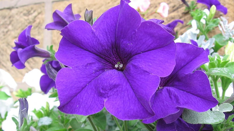 A petunia, pretty, purple, petunia, flowers, bonito, HD wallpaper