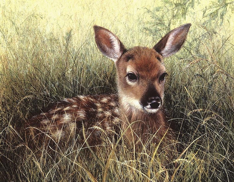 Find me, nature, young, grass, deer, paint, HD wallpaper
