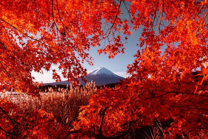 Autumn, red, fall, bonito, trees, Fuji, leaves, mountains, branches, snowy peaks, HD wallpaper