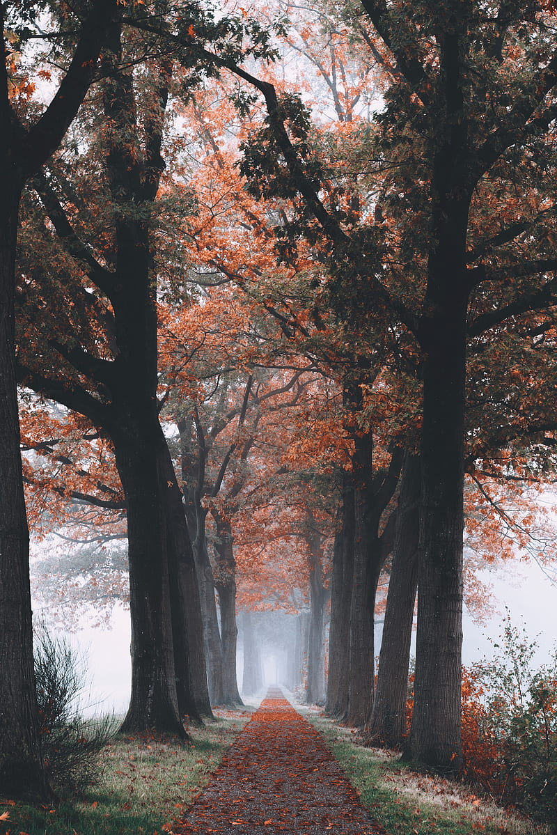 autumn, path, forest, trees, foliage, HD phone wallpaper