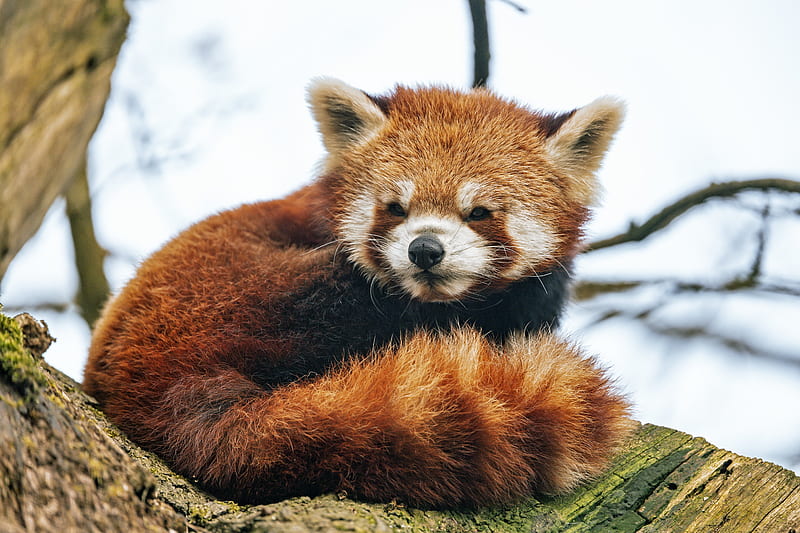 red panda, animal, fluffy, tail, HD wallpaper