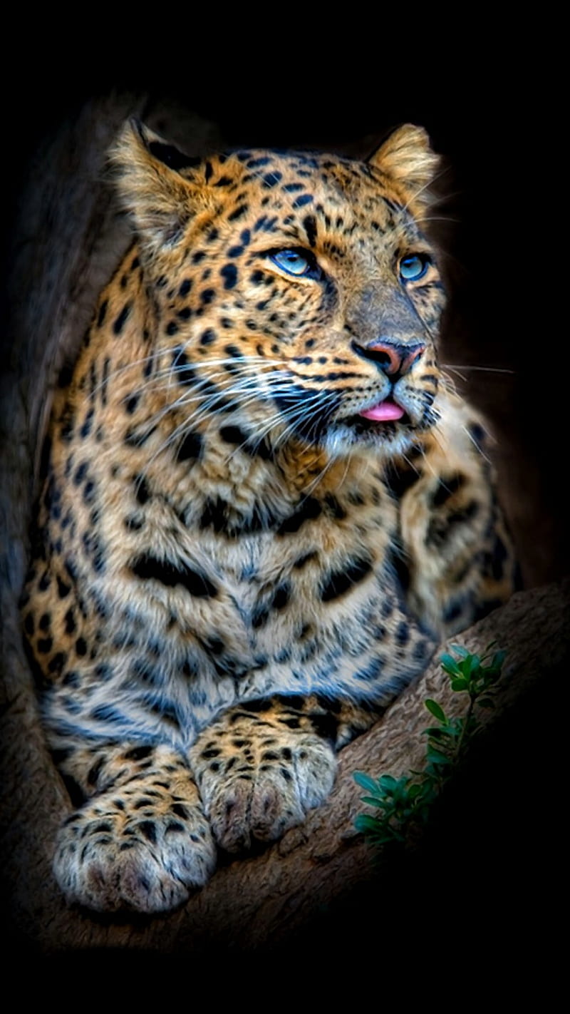 leopard, art, black, HD phone wallpaper