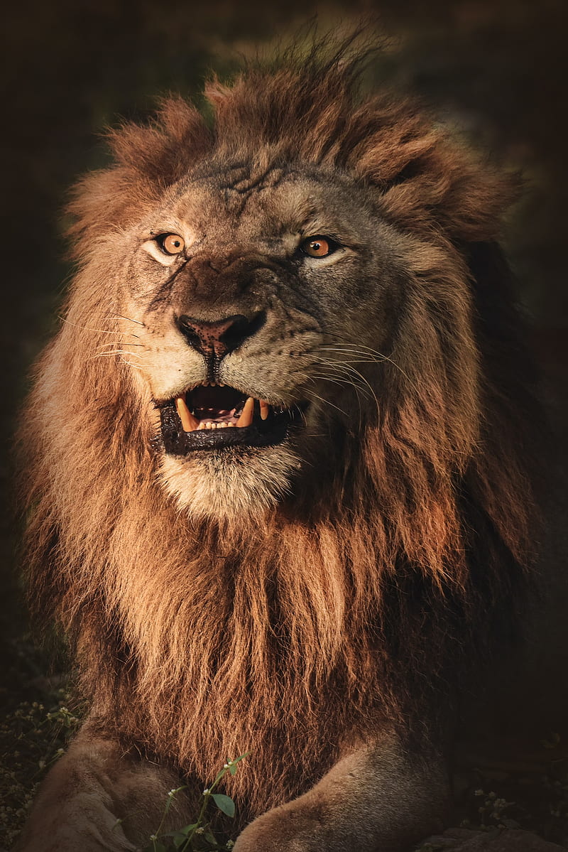 lion, grin, aggression, predator, animal, HD phone wallpaper
