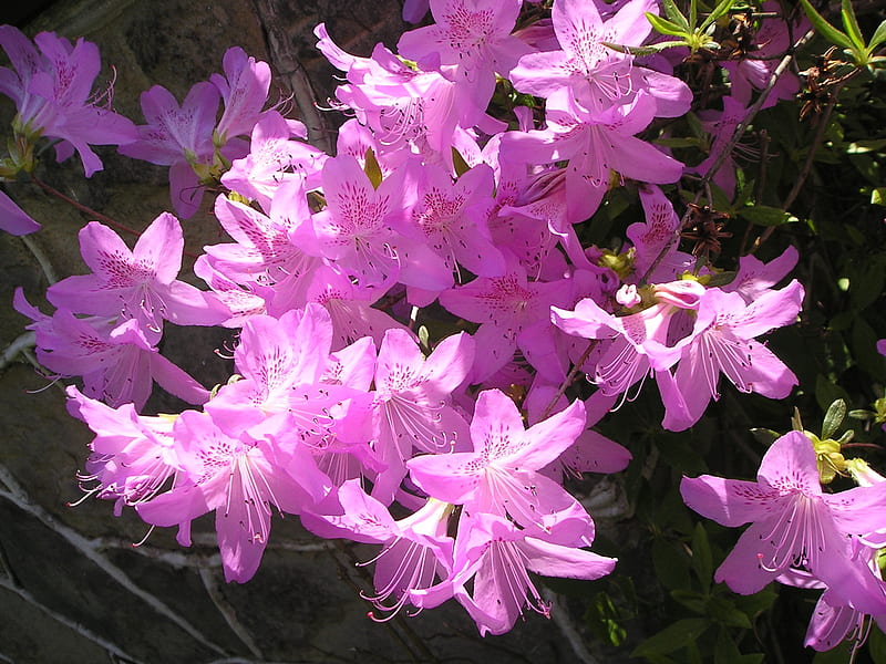 Azalea, brecksville, Brecksvillekc, flowers, Spring, HD wallpaper